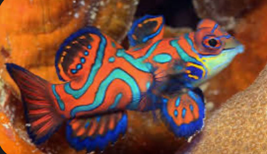 Psychedelic Mandarin Goby