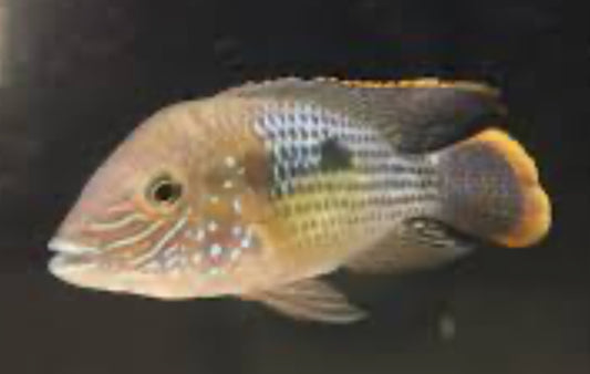 Royal green terror cichlid