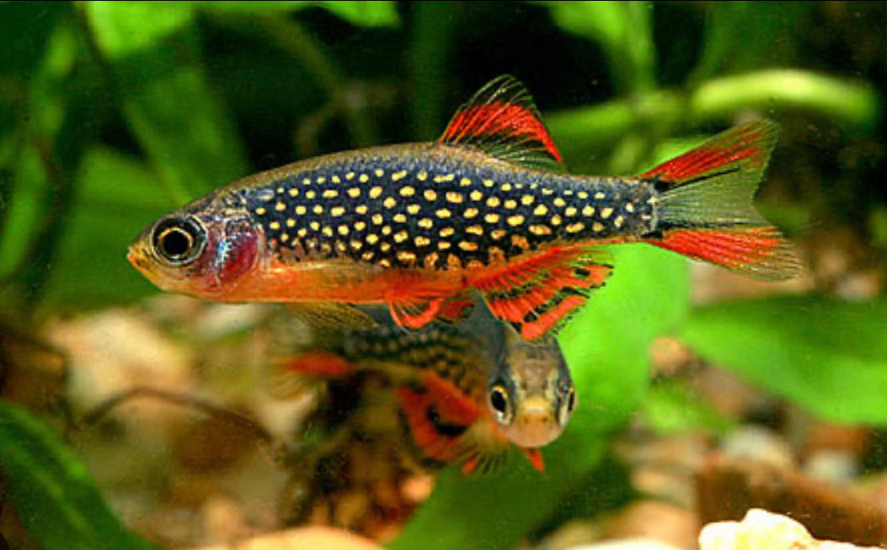 Galaxy Rasbora / Celestial Pearl Danio