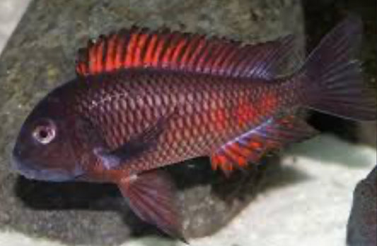 Tropheus Moori Chipimbi "Firecracker" 4"+