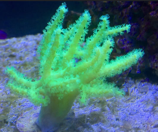 Neon Green Finger Leather Coral