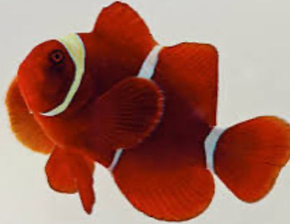 gold stripe maroon clownfish LG