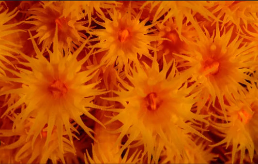 Orange & Red Sun Coral-LG