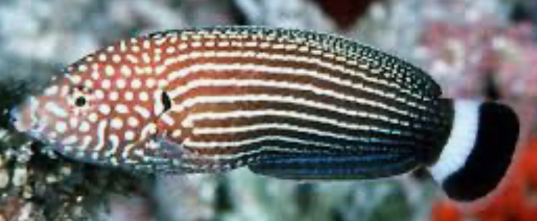 Lined Tamarin Wrasse