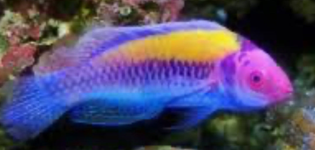 Orange-Back Fairy Wrasse