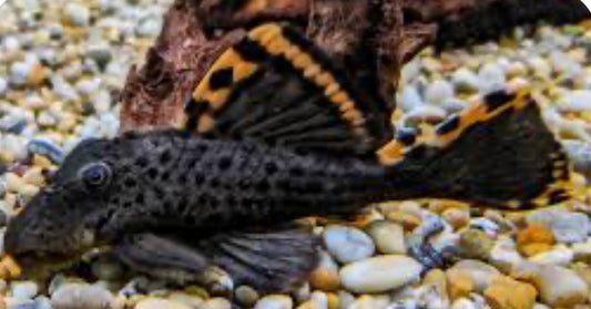 L091 Three Beacon Pleco (Leporacanthicus Triactis) 3"-4"