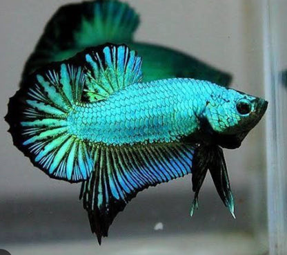 PITBULL MALE BETTA