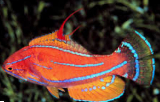 Whipfin Filament Flasher Wrasse