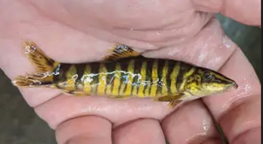 Striata Botia Loach