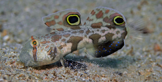 Twinspot Goby-MDL