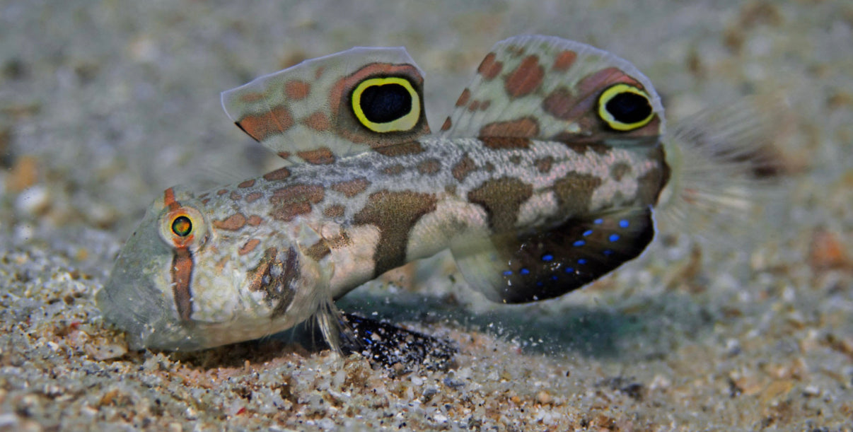 Twinspot Goby-MDL