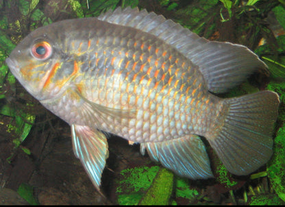 Krobia Xinguensis Cichlids SM