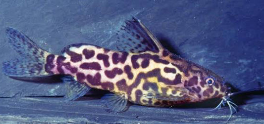 Synodontis Schoutendeny-lg