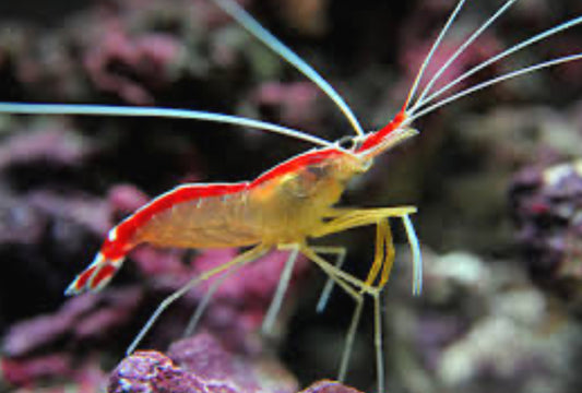 Saltwater Cleaner Shrimp
