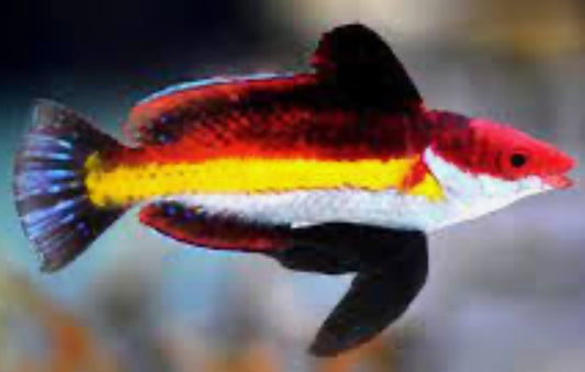 Naoko's Fairy Wrasse