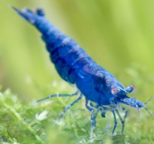 Blue Sapphire Shrimp