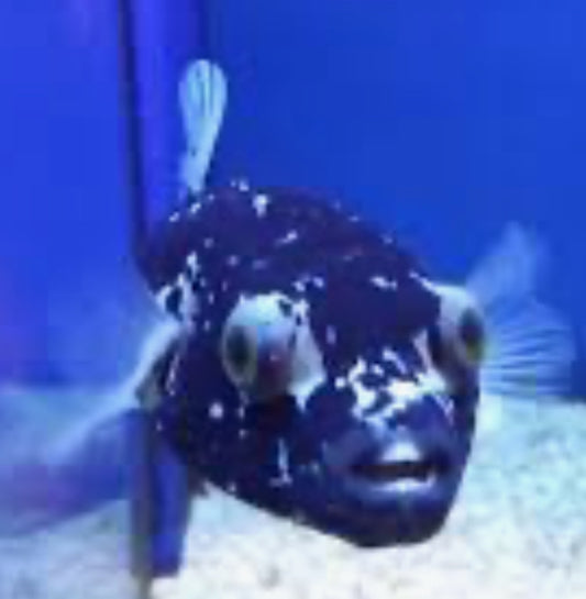 Dalmatian" Black Midnight Puffer 6"