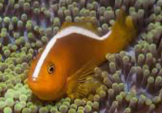 ORANGE SKUNK CLOWNFISH