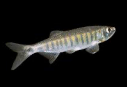 African Trout Minnow (Raiamas Senegalensis)