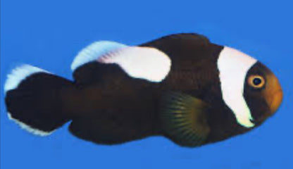 Black Saddleback Clownfish