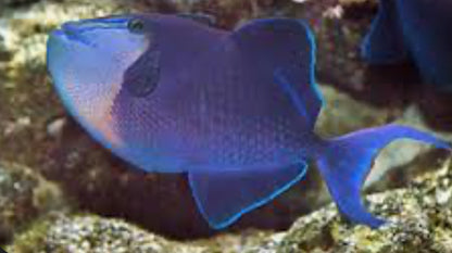 Niger Triggerfish