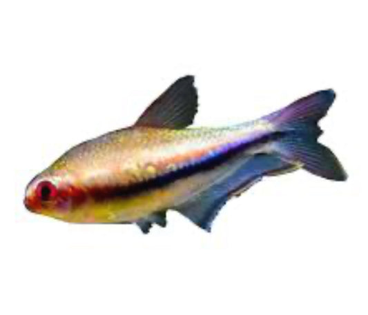 Rainbow (wild Emperor) Tetra