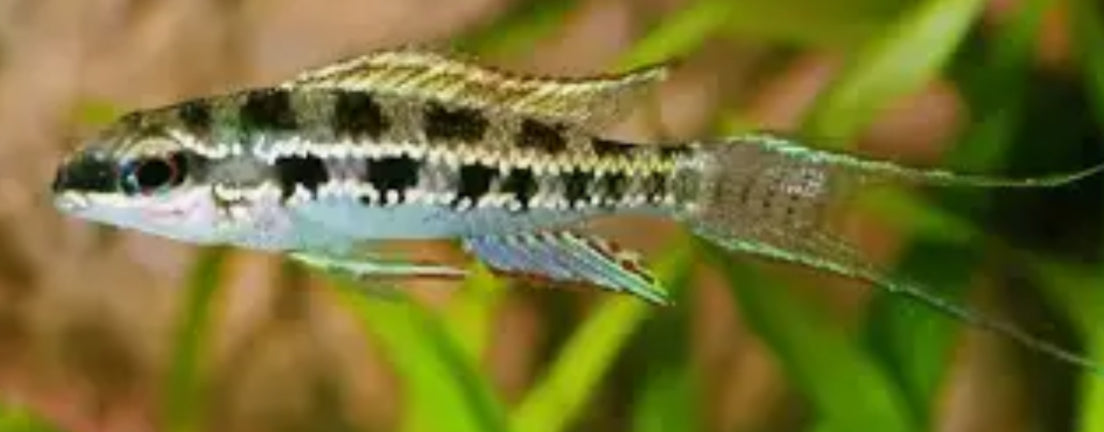 Checkerboard Cichlid (Dicrossus filamentosus)