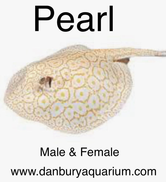 Pearl Stingray