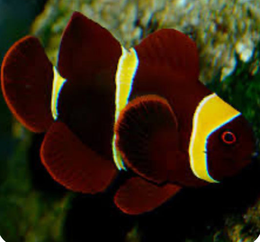 Gold Stripe Maroon Clownfish