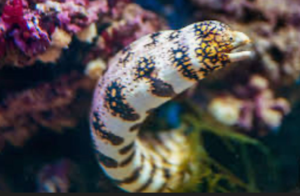 Snowflake Eel 16"-18"+