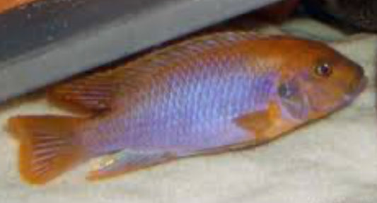 RUSTY CICHLID-1.5"-2"