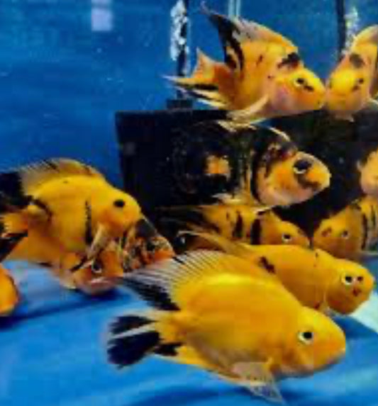 Golden / Yellow Tiger Parrot Cichlid (Cichlasoma sp) 5”+