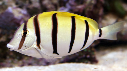 Convict Tang