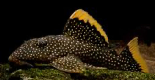 L018 Gold Nugget Pleco (Baryancistrus Xanthellus)