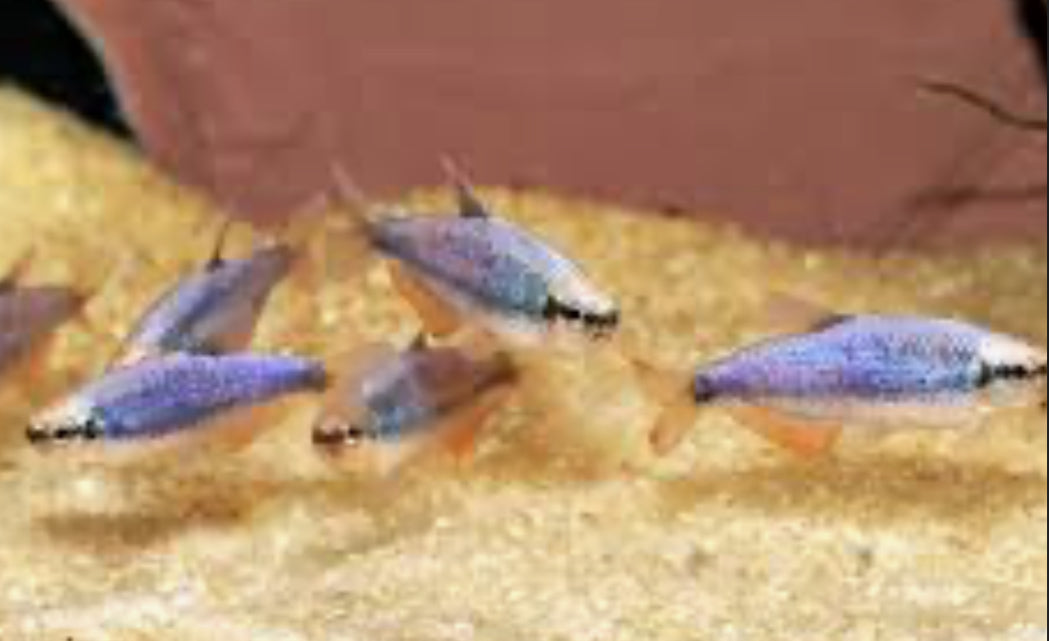 Wild Blue Tetra