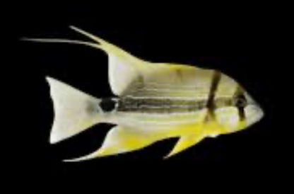 Hifin Snapper - Symphorichthys spilurus - Threadfin - Majestic Snapper Fish