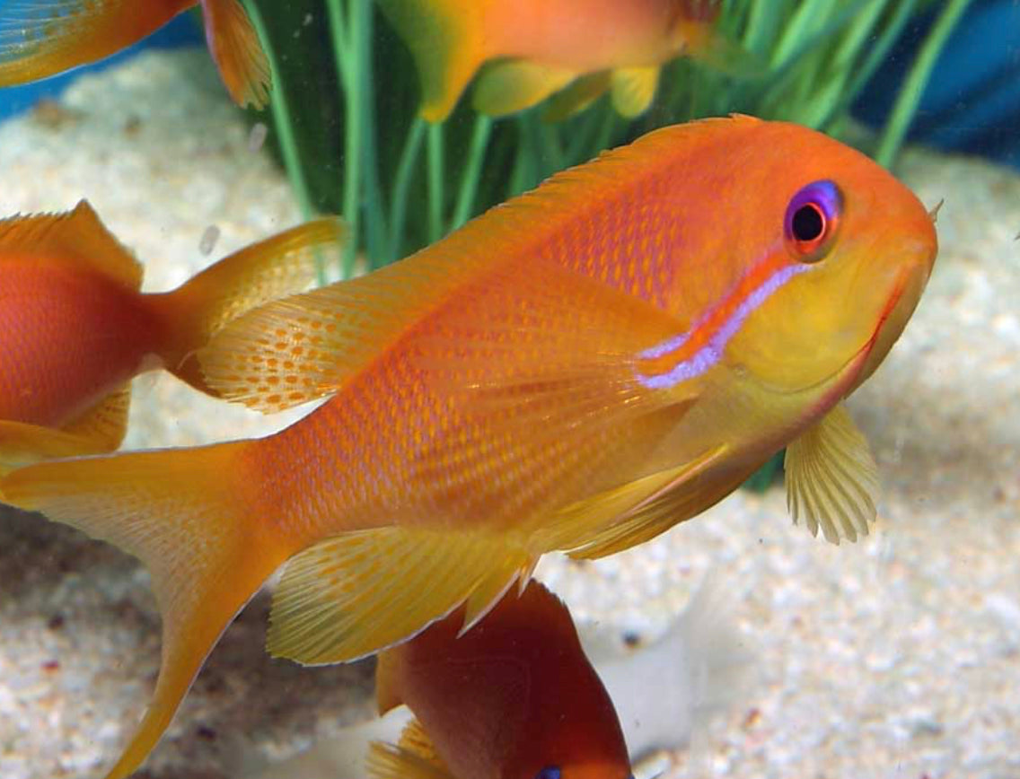 Diamond Head Anthias-LG