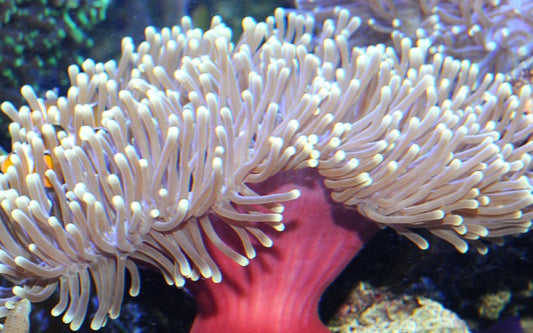 Magnificent anemone MDL
