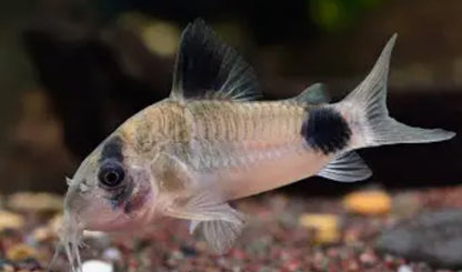 Corydora Panda