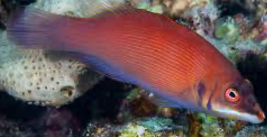 Scarlet Pin Stripe Wrasse (Pseudocheilinus evanidus)