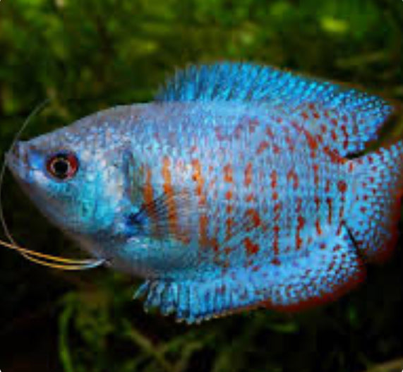 Blue Fire Gourami