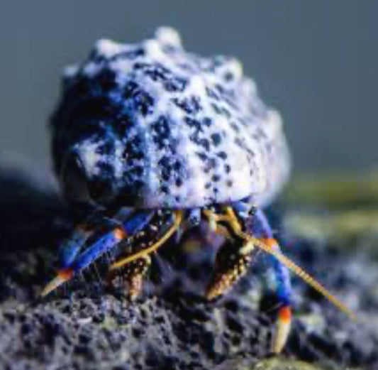Blue Leg Hermit Crab Saltwater