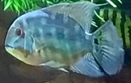 True Parrot Cichlid (Hoplarchus Psittacus) large 4"- 5”