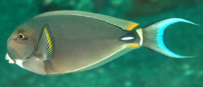 White Face Tang