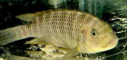 Petrochromis famula WILD