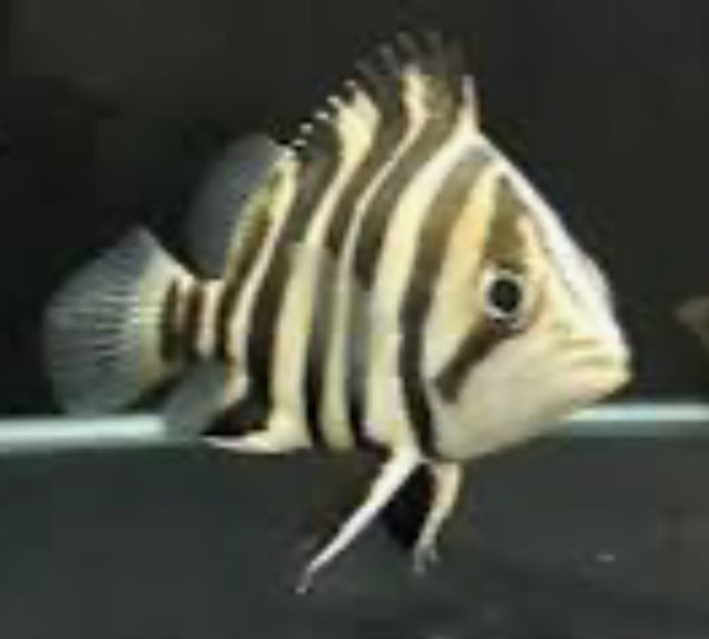 4 Bar Sumatra Datnoid Tiger Fish (Datnioides Microlepis)