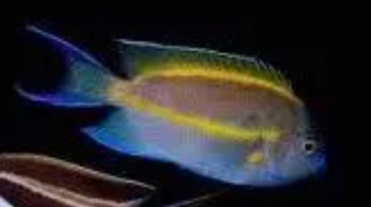 Bellus Angelfish (Genicanthus bellus)