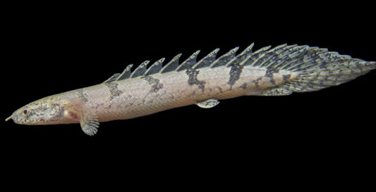 POLYPTERUS DELHEZI 2”-3”