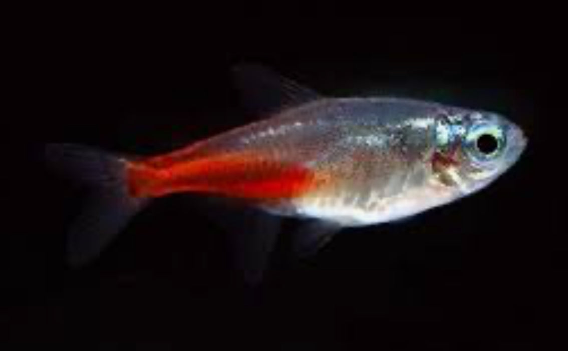 Diamond Head Neon Tetra