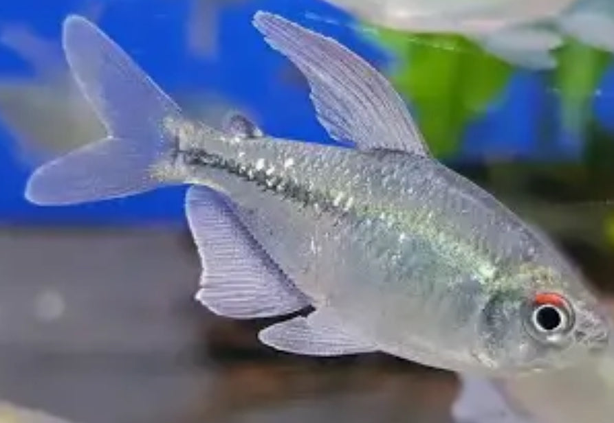 Diamond Tetra